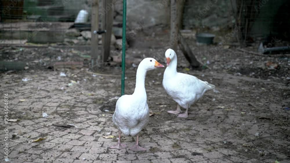 Domestic birds on a farm. Ecological farming in south of France, goose, duck and turkey. Closeup of a domestic turkey head and two geese. Domestic birds on a farm. Ecological farming in south of France, goose, duck and turkey. Closeup of a domestic turkey head and two geese.