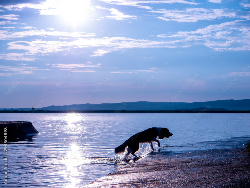 A dog running out of a lake during the sunset