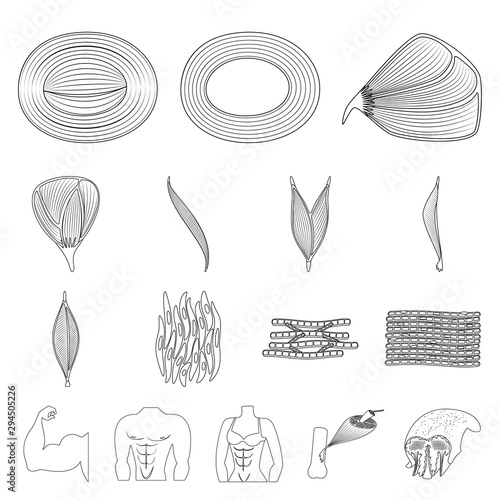 Isolated object of fiber and muscular symbol. Collection of fiber and body stock vector illustration.