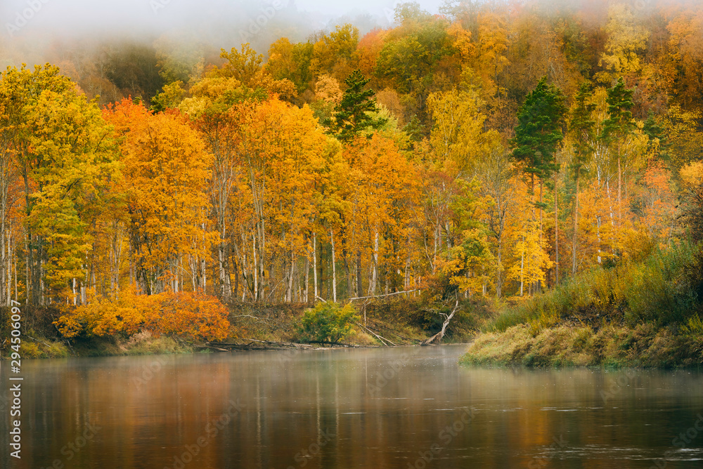 Thick colourful forest and river Gauja in autumn season in Gauja National Park, Sigulda, Latvia.