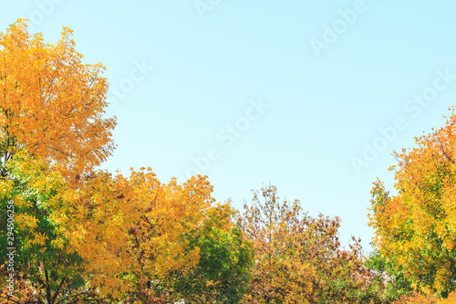 Background texture of yellow leaves.