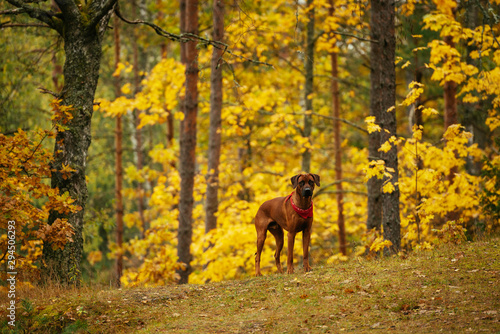 Weimaraner dog in colourful autumn forest. © valdisskudre