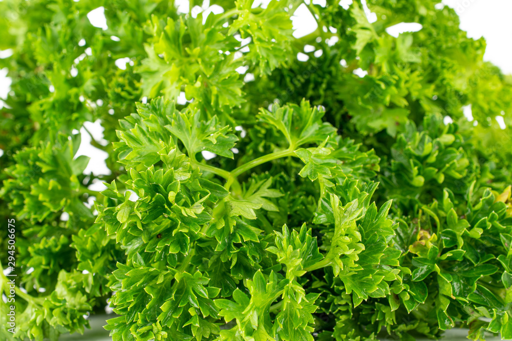 Lot of whole fresh green parsley isolated on white background Lot of whole fresh green parsley isolated on white background