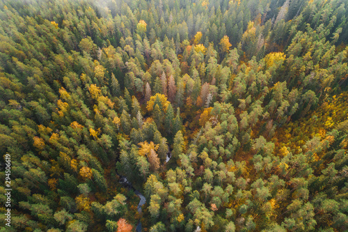 Aerial view of thick forest in colourful autumn with a small river cutting through.