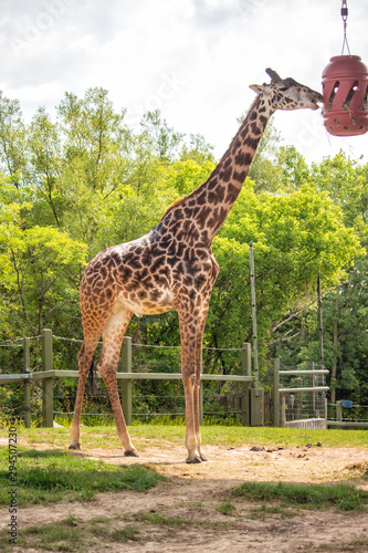 Photography Giraffe Feeding