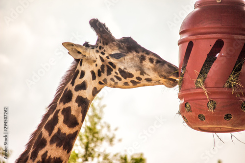 Canvas Print Giraffe Feeding