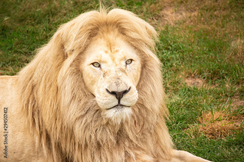 Portrait of a Lion