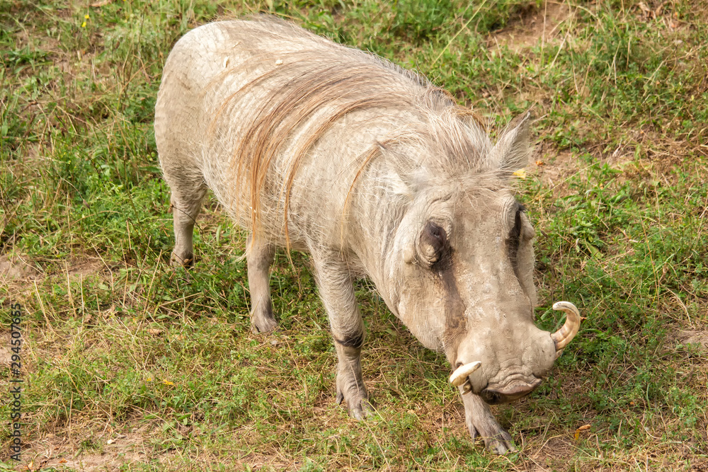 Fototapeta premium Warthog in a Zoo