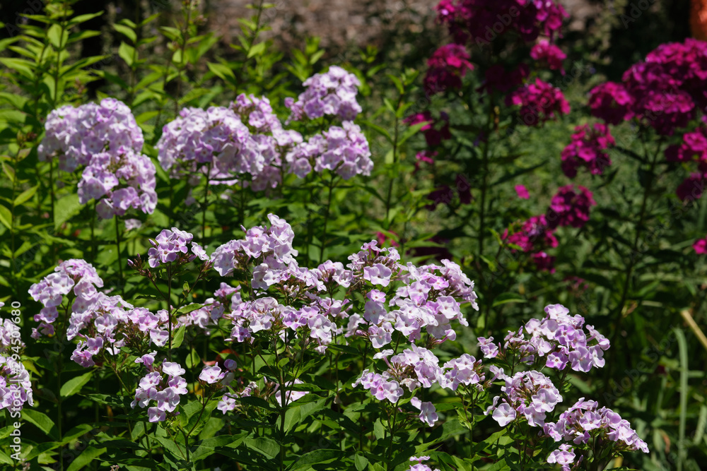 Multi colored collection of Garden phlox