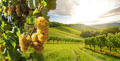 Foto auf Leinwand Küche Weinberge mit Weinrebe und Weingut entlang der Weinstraße in der Abendsonne, Europa  © ah_fotobox