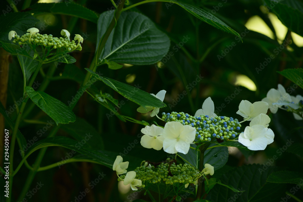 Flowers of hydrangea bloom in rainy season of Japan. Flowers of hydrangea bloom in rainy season of Japan.