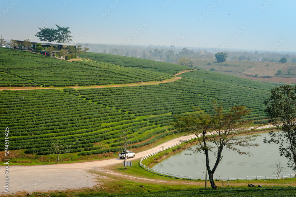 Beautiful landscape view of  fresh green tea farm,  green natural field background of Choui Fong Tea plantation, Mae Chan, Chiang Rai, Thailand.