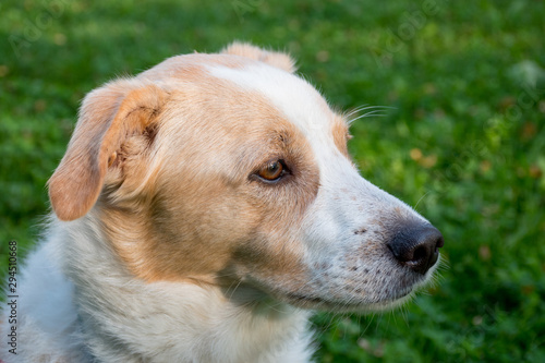 Close-up portrait of a mongrel dog looking ahead  with a blurry meadow as the background