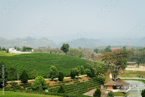 Beautiful landscape view of fresh green tea farm, green natural field background of Choui Fong Tea plantation, Mae Chan, Chiang Rai, Thailand.