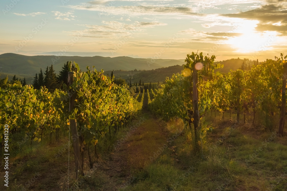 Vineyard near Volpaia town in Chianti region in province of Siena. Tuscany landscape. Italy Vineyard near Volpaia town in Chianti region in province of Siena. Tuscany landscape. Italy