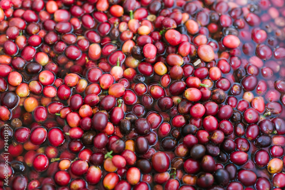 Ripe red coffee cherries harvested and being rinsed clean in water / full frame close up overhead Ripe red coffee cherries harvested and being rinsed clean in water / full frame close up overhead