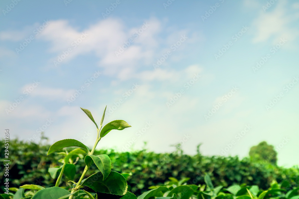 Closeup of fresh green tea leaves and bud in tea farm as background, Choui Fong Tea plantation, Mae Chan, Chiang Rai, Thailand. Closeup of fresh green tea leaves and bud in tea farm as background, Choui Fong Tea plantation, Mae Chan, Chiang Rai, Thailand.