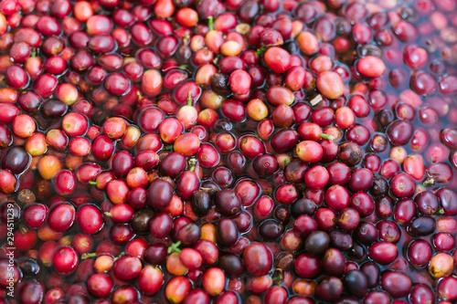 Ripe red coffee cherries harvested and being rinsed clean in water / full frame close up overhead