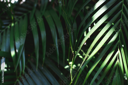 Close up of Palm leaves in tropical forests with sun shine on dark green tone.