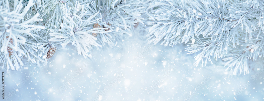 Soft Winter Christmas background with snowy pine