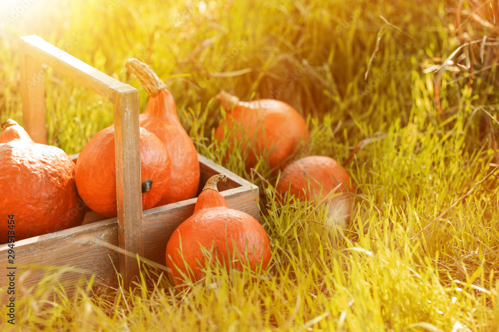 Basket with fresh pumpkins on color background Basket with fresh pumpkins on color background