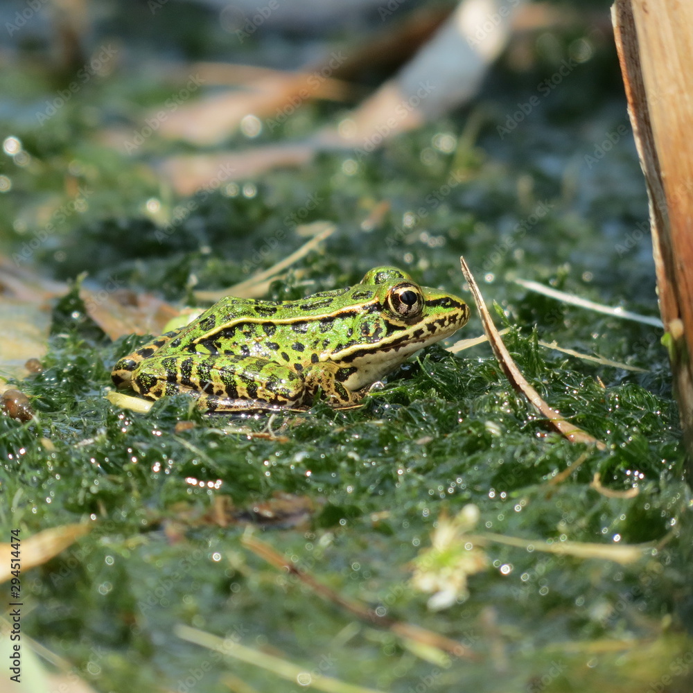 Pickerel Frog