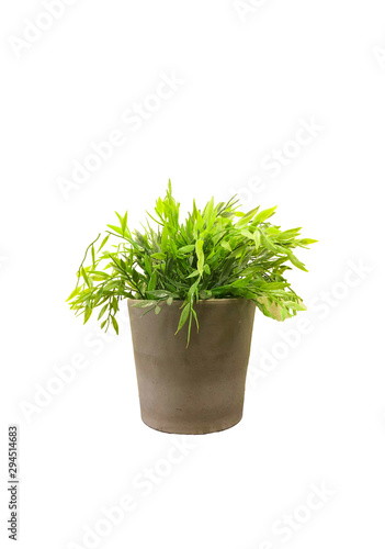 Fresh green plant in a pot on white background