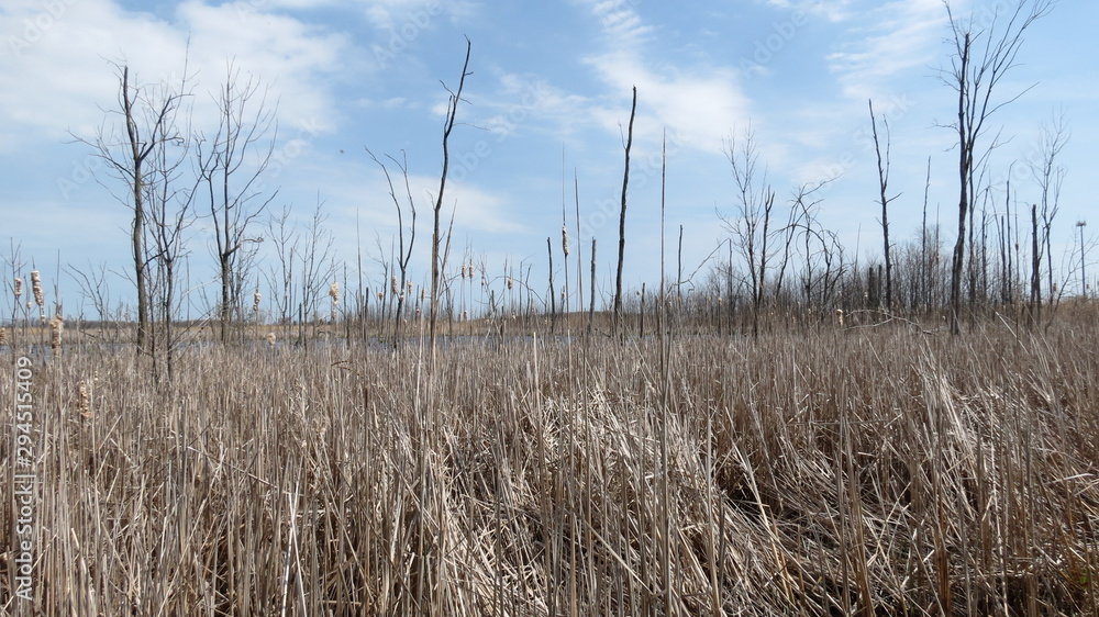 Fototapeta premium wetlands
