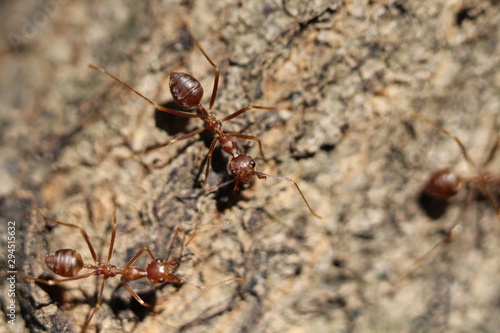 Ant2