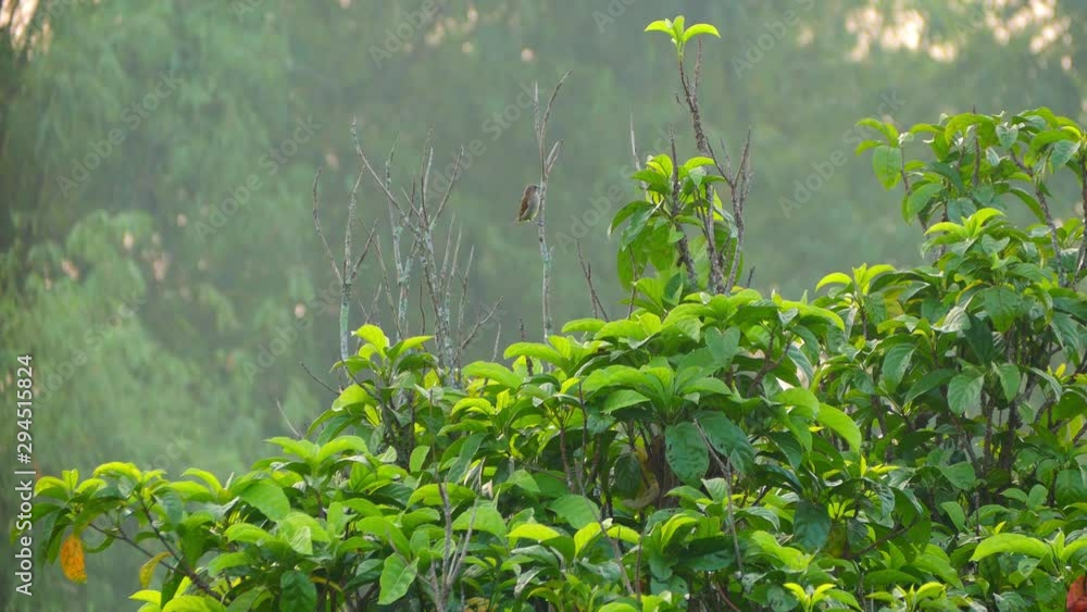 Scaly-breasted munia crowing and perching on top of the tree in the morning Scaly-breasted munia crowing and perching on top of the tree in the morning