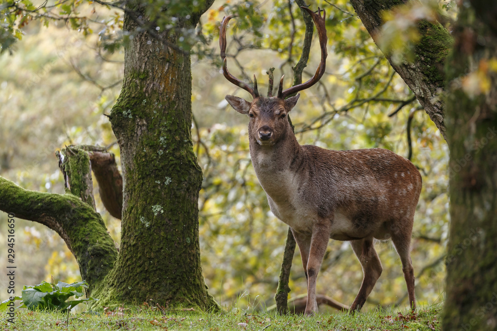 Obraz premium Fallow deer in nature during mating season in autumn colors