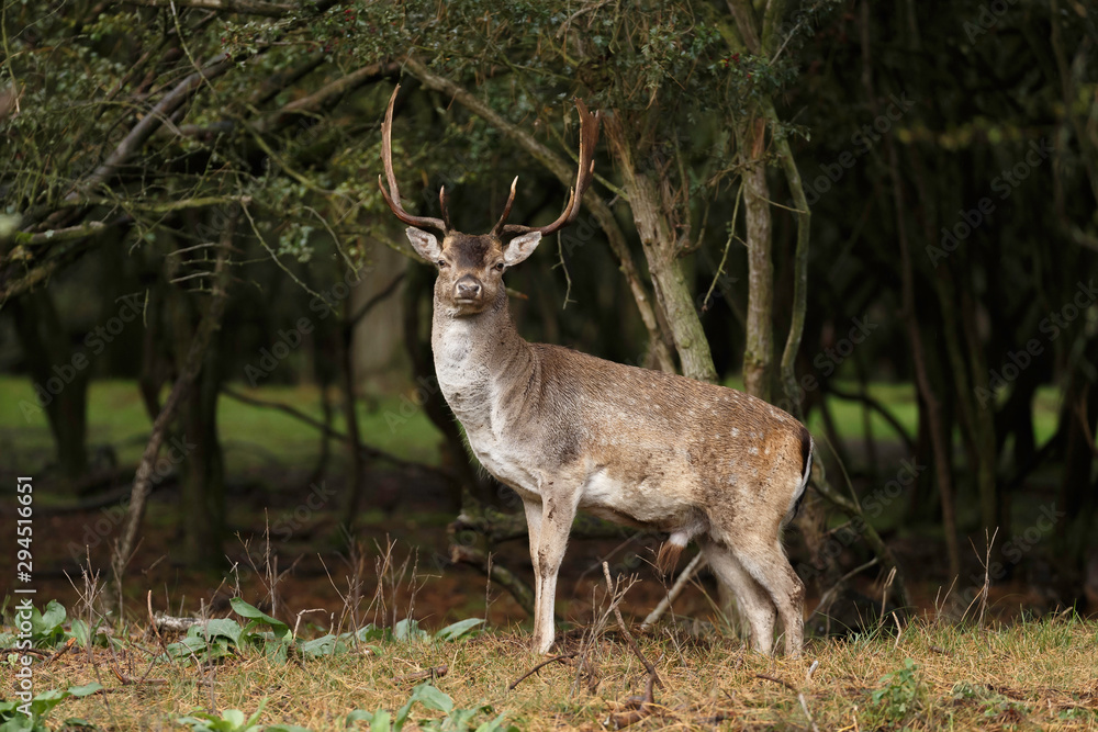 Fallow deer in nature during mating season in autumn colors Fallow deer in nature during mating season in autumn colors