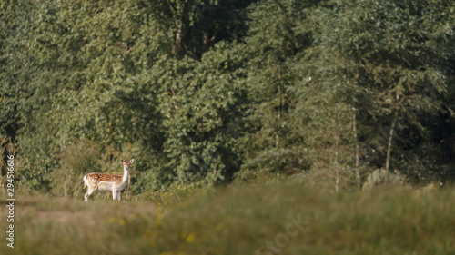 Fallow deer in nature during mating season in autumn colors