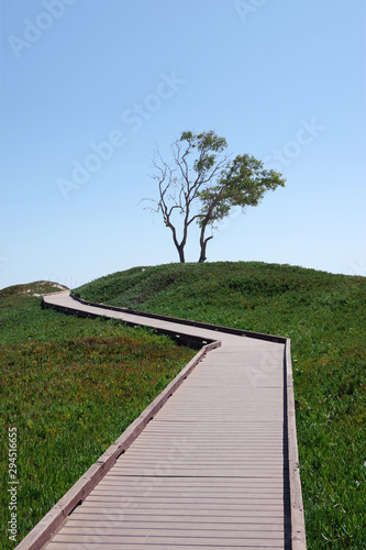 Boardwalk path through dunes at a central California beach and a lone eucalyptus tree