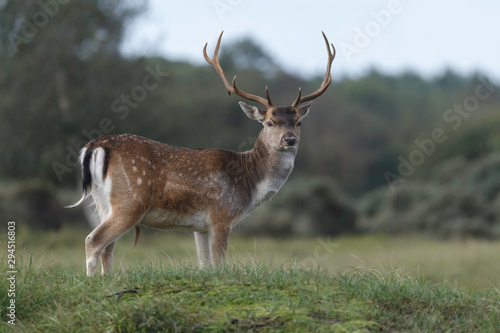 Fallow deer in nature during mating season in autumn colors photo