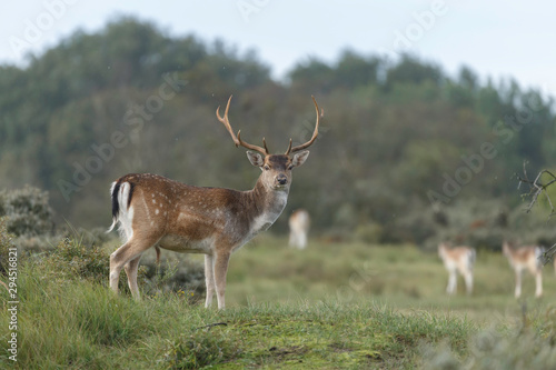 Fallow deer in nature during mating season in autumn colors