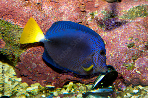 The Purple tang,  yellowtail tang (Zebrasoma xanthurum). photo