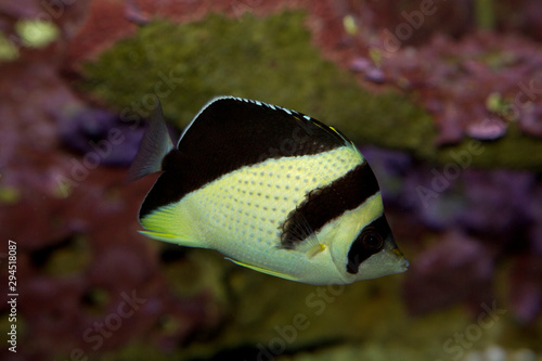 Billede på lærred The Burgess' Butterflyfish (Chaetodon burgessi).