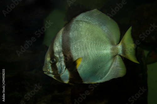 Fotografía The Orbicular batfish (Platax orbicularis).