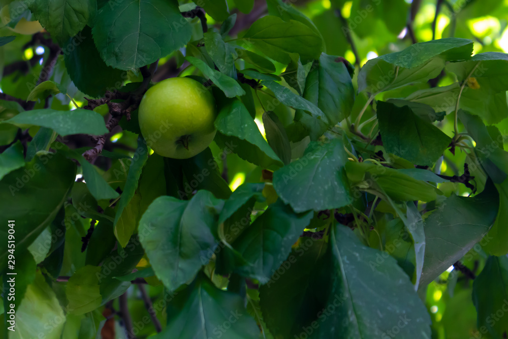 one green apple on an apple tree in Ottawa, Canada close view one green apple on an apple tree in Ottawa, Canada close view