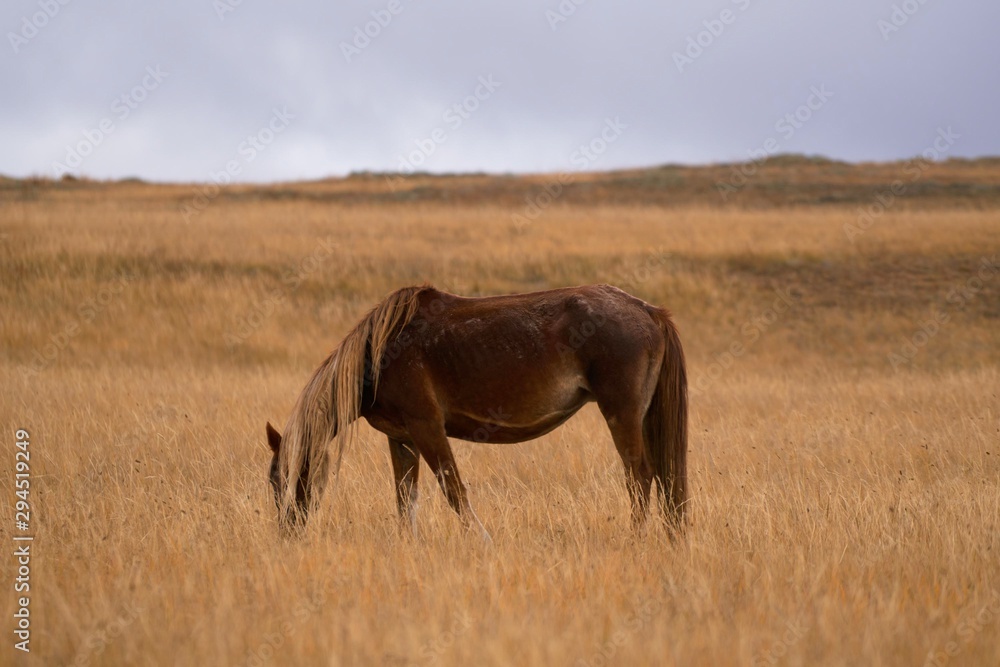horses graze in the field. Russia. horses graze in the field. Russia.
