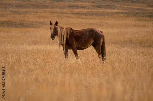 horses graze in the field. Russia. © evgeniy
