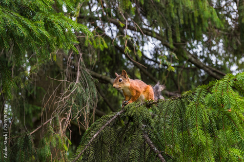 Squirrel sits on a branch of spruce and looks away © Вадим Филимошин