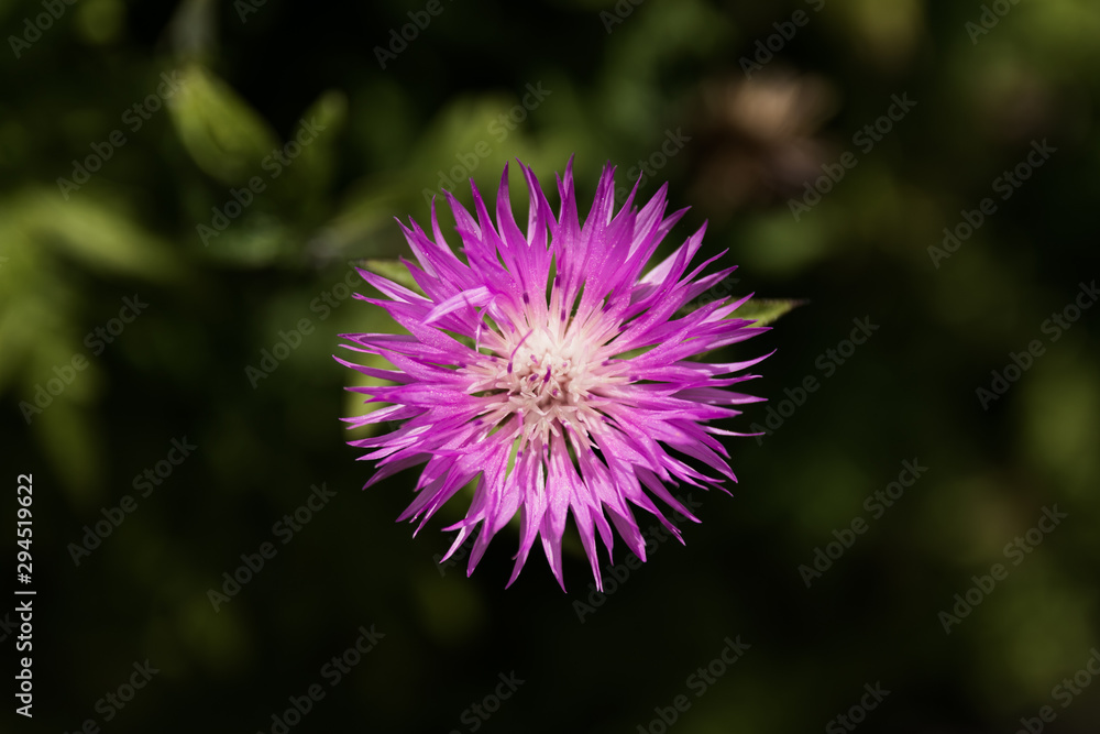 purple flower top with very small dew drops purple flower top with very small dew drops