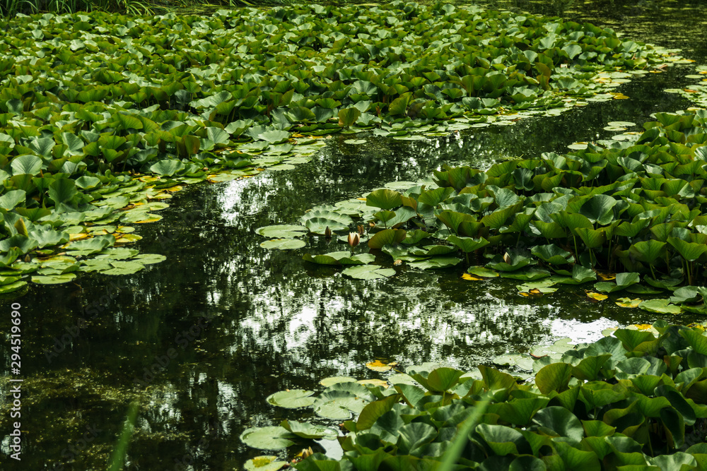 a lot of water lilies in the pond