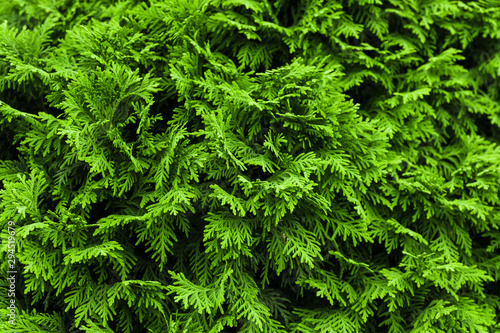 Green branches of a conifer called thuja in cloudy weather