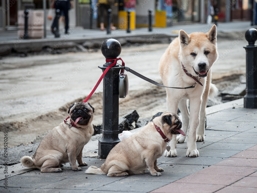 Three dogs, pure breeds, a shiba inu, also known as doge, and two pugs, standing collared in a street. Pug and Shiba inu are two races of dogs currently being trendy.
