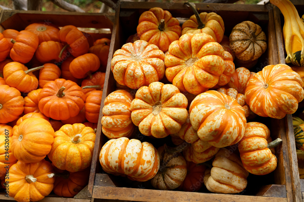 Small yellow and orange fall pumpkins on display at a farmers market. Small yellow and orange fall pumpkins on display at a farmers market.