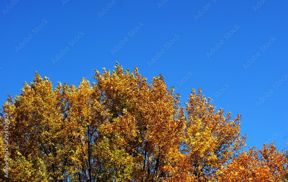 Colorful autumn trees on a background of blue sky