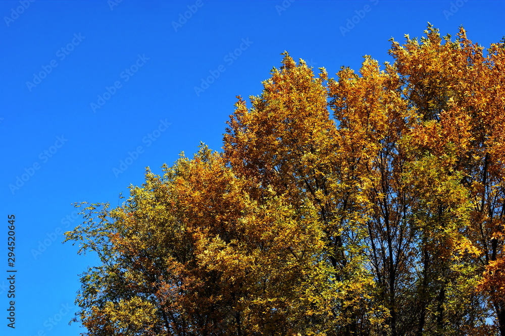 Naklejka premium Colorful autumn trees on a background of blue sky